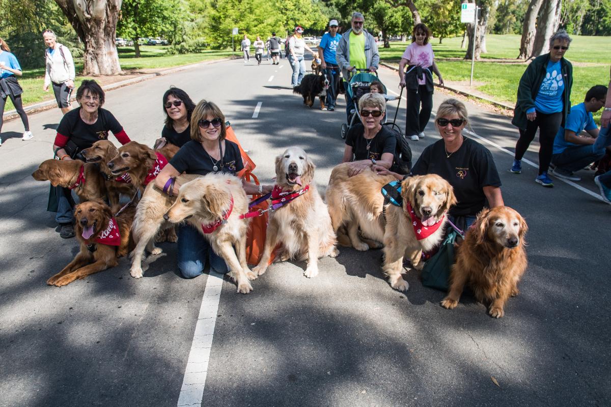 Indoor Activites for Your Dog - Sacramento SPCA