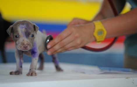 puppy veterinarian