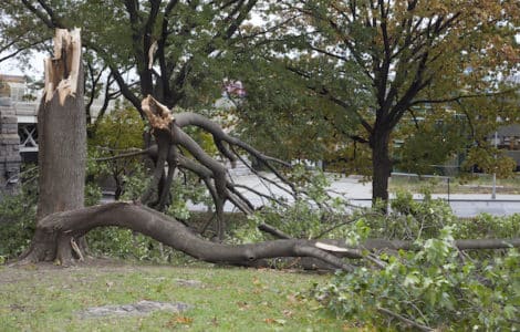 tree branch