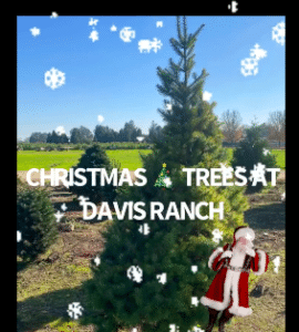 davis ranch christmas trees