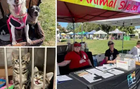 animal care faire