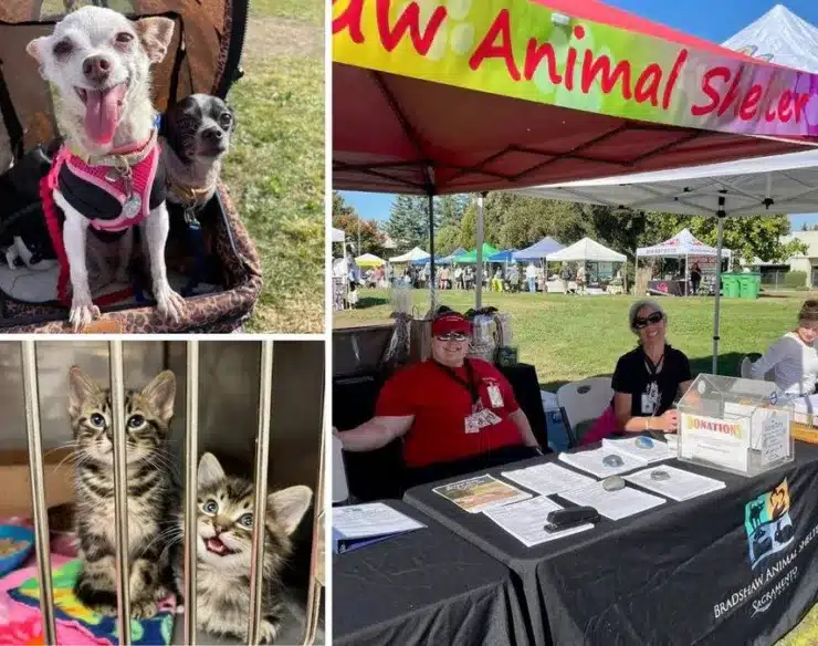 animal care faire