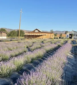 capay valley lavender run