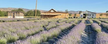 capay valley lavender run