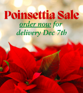 norcal youth chorus poinsettia sale