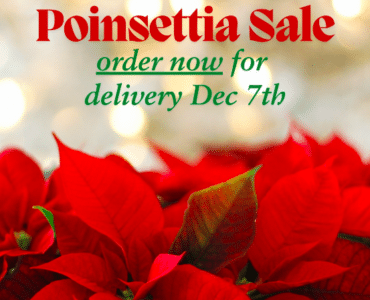 norcal youth chorus poinsettia sale