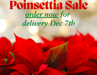 norcal youth chorus poinsettia sale