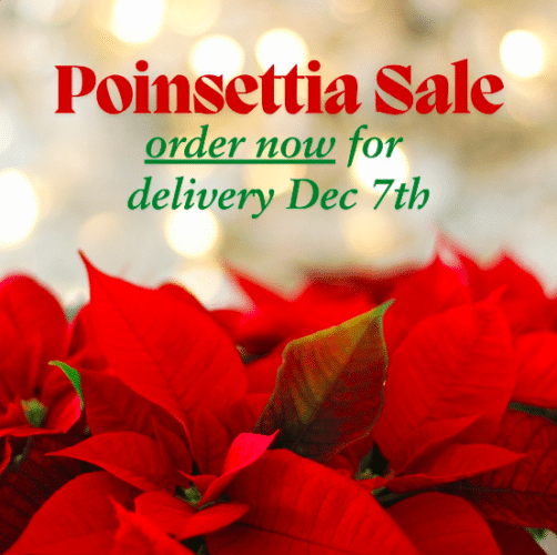 norcal youth chorus poinsettia sale